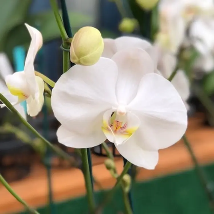 knospen der orchidee werden gelb