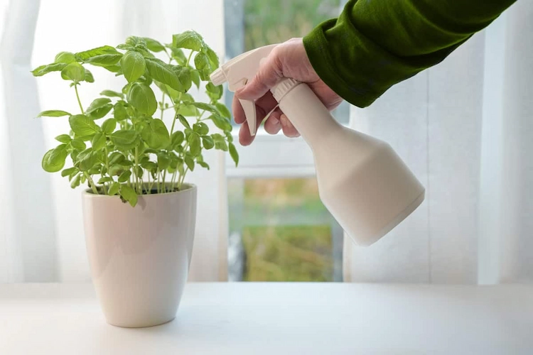 lösung aus wasser und bittersalz dünger mit sprühflasche auf blätter von zimmerpflanzen auftragen