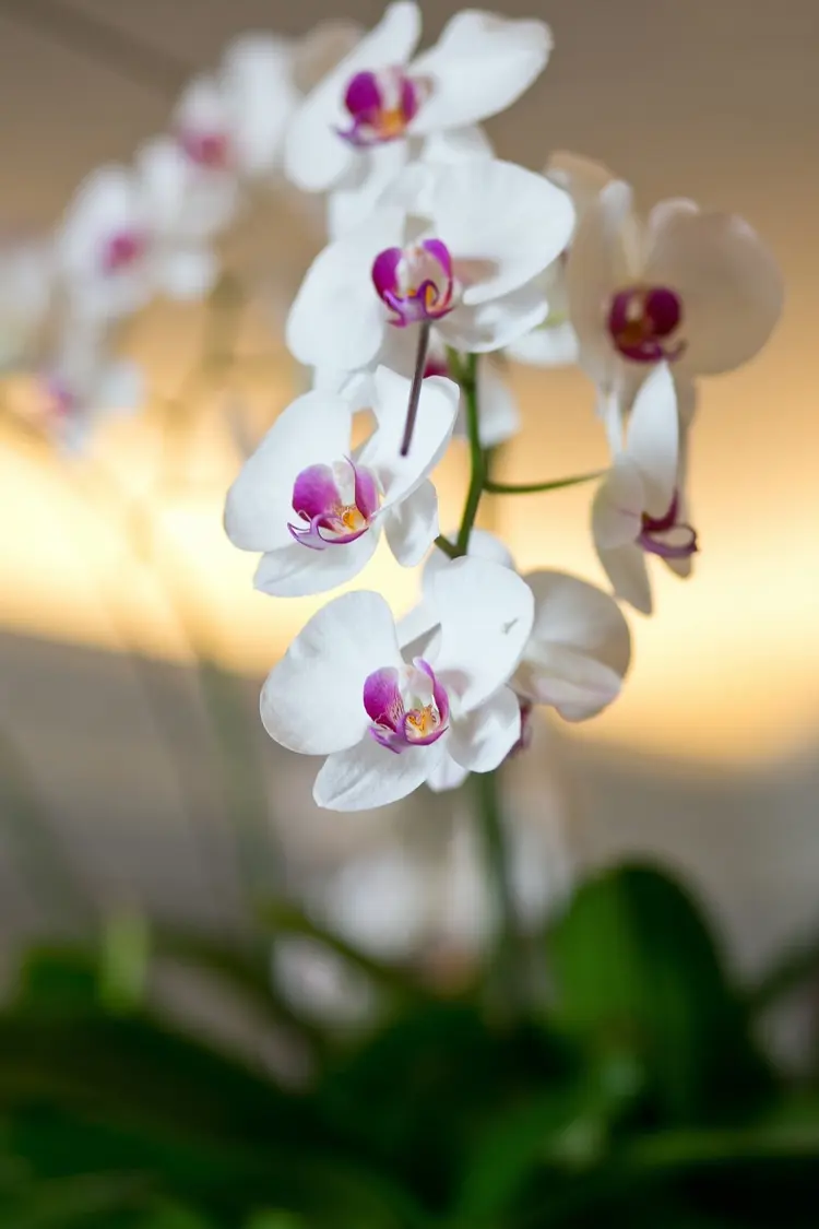 orchidee lässt knospen fallen