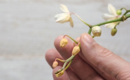 Orchideen Knospen