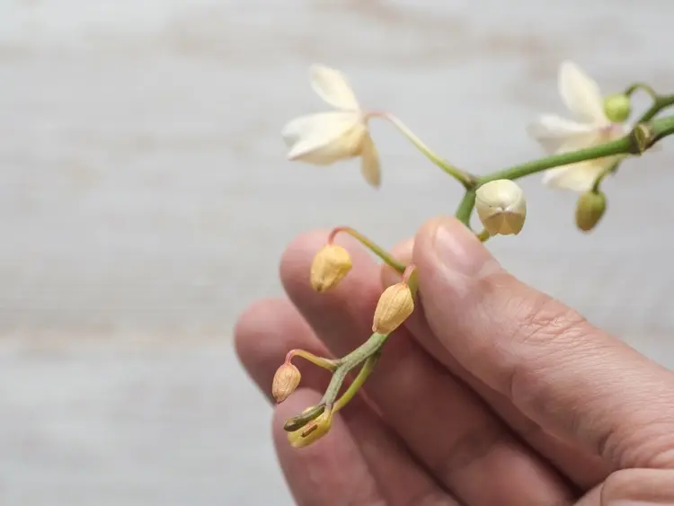 orchidee neue knospen vertrocknen