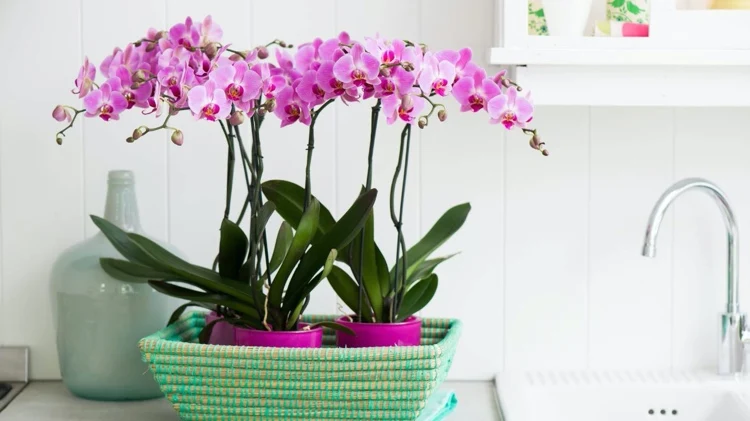 orchideen blüten trocknen warum