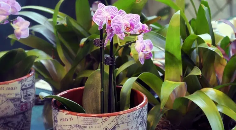 orchideen mit knoblauch düngen