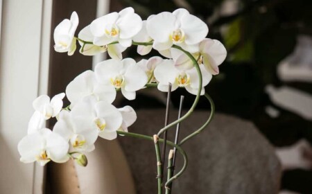 Orchideen Blüten
