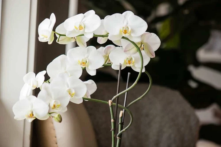 orchideen pflege blüten fallen ab