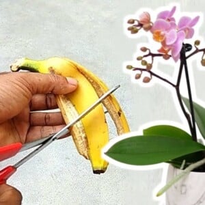 Orchideen mit Bananen