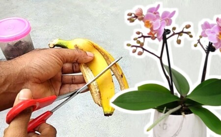 Orchideen mit Bananen