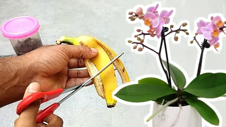 orchideen zum blühen bringen bananenschalen