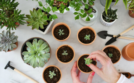pflanzen nach sukkulenten verhmehren kindel in erde stecken