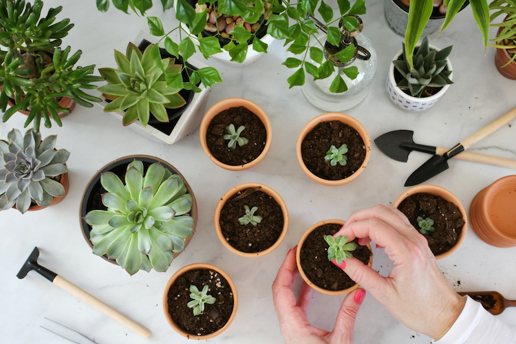 pflanzen nach sukkulenten verhmehren kindel in erde stecken