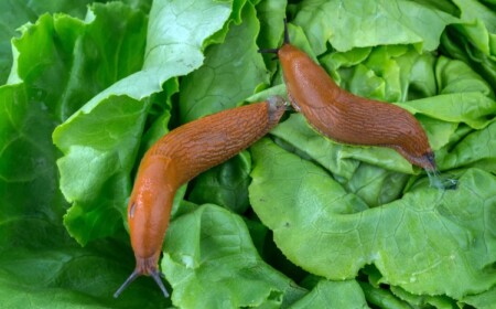 Schnecken nicht mögen