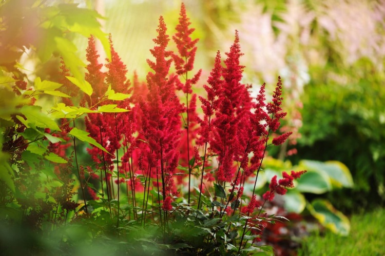 schneckenresistente Sommerblumen für den Garten Prachtspiere