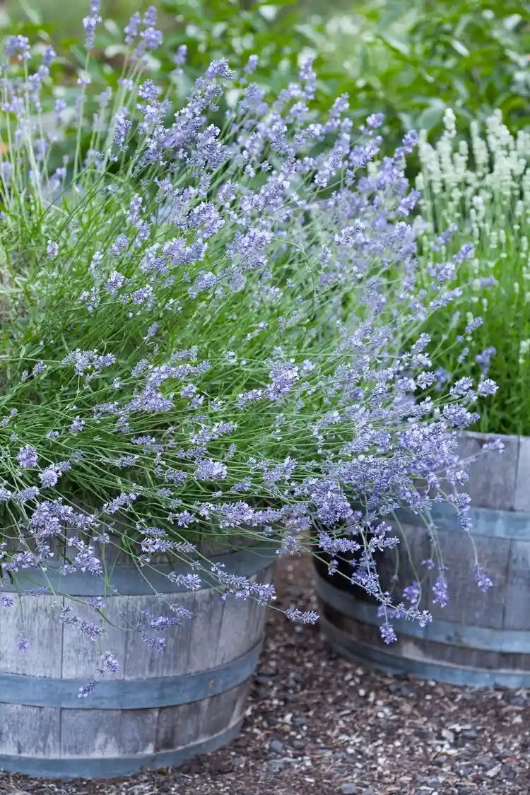 schneckenresistentes Gemüse und Nutzpflanzen für den Garten Lavendel