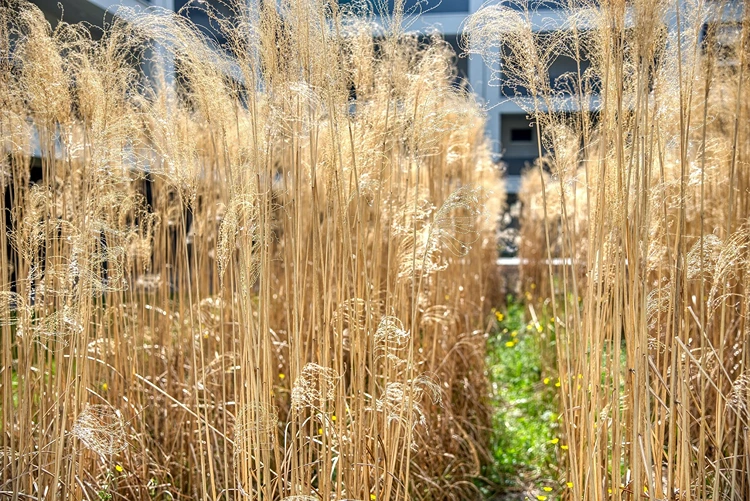 Sommergrüne Ziergräser erhalten vor dem Neuaustrieb einen Rückschnitt