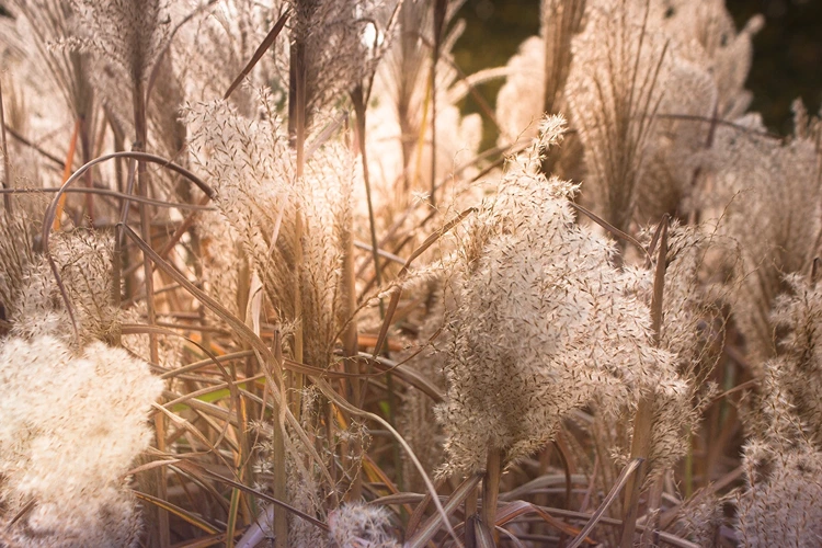 Ziergräser können an einem frostfreien Tag geschnitten werden