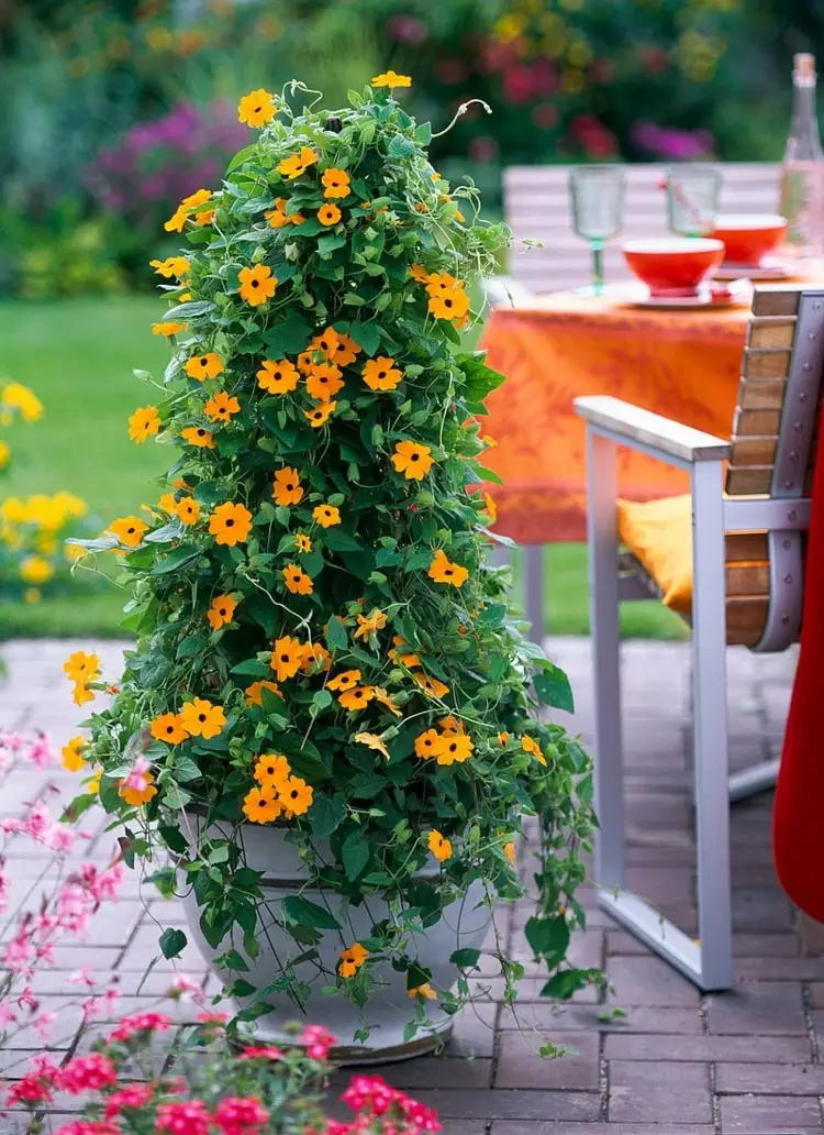 Balkon bepflanzen - Schwarzäugige Susanne ist eine Kletterpflanze für Kübel auf der Terrasse