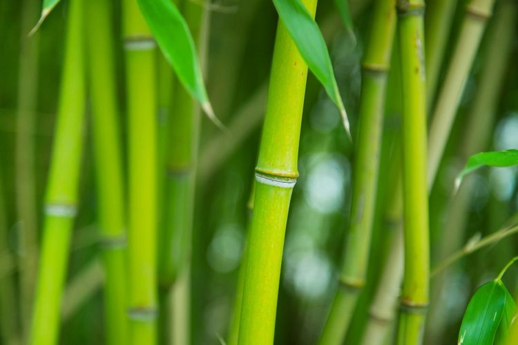 Bambus als Pflanzensichtschutz im Garten