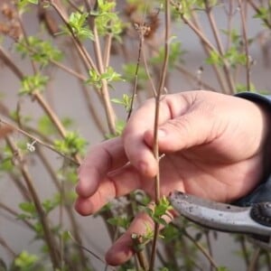 Bartblume zurückschneiden wann im Frühling