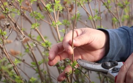 Bartblume zurückschneiden wann im Frühling