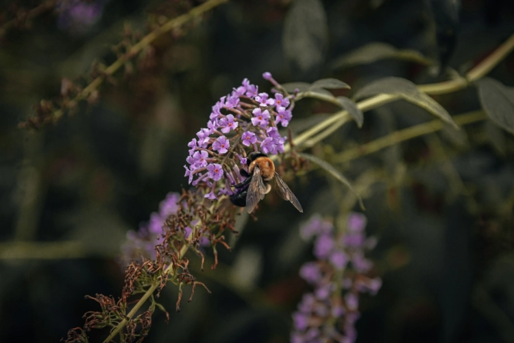 Bienen werden auch vom Schmetterlingsstrauch angezogen