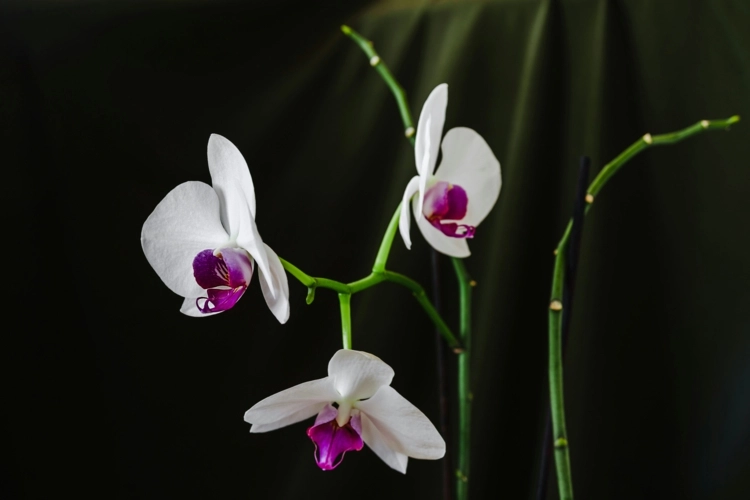 Blühende Orchidee richtig umpflanzen