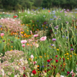 Blumenwiese im Garten anlegen und pflegen - Tipps für die Alternative zum Rasen