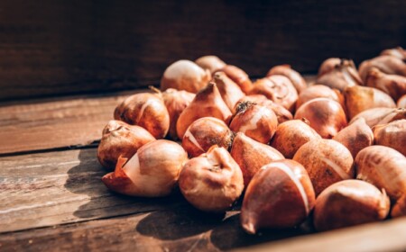 Blumenzwiebel Mitte Mai ins Gartenbeet stecken