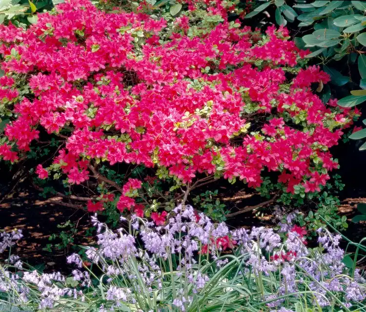 Boden pH Wert senken für Rhododendron mit Dünger