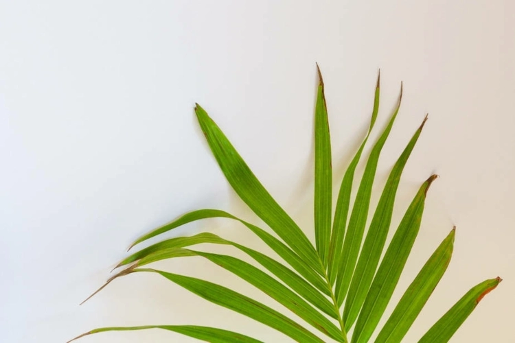 Braune Blattspitzen bei Palmen durch mangelnde Luftfeuchtigkeit
