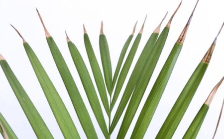 Braune Blattspitzen bei Zimmerpflanzen - Ursachen und Lösung