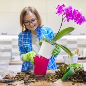 Darf man Orchideen umtopfen während der Blüte - Hinweise, Tipps und was zu beachten ist