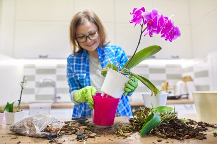 Darf man Orchideen umtopfen während der Blüte - Hinweise, Tipps und was zu beachten ist