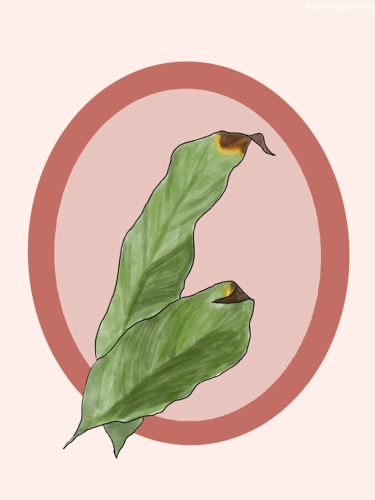 Das Einblatt ist eine feuchtigkeitsliebende Pflanze