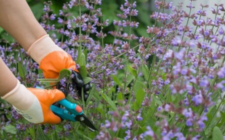Der Rückschnitt des Salbeies sollte im Frühjahr erfolgen