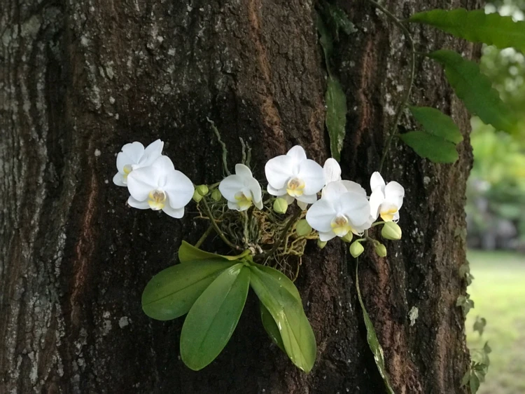 Die Orchidee wächst in der freien Natur auf Bäumen