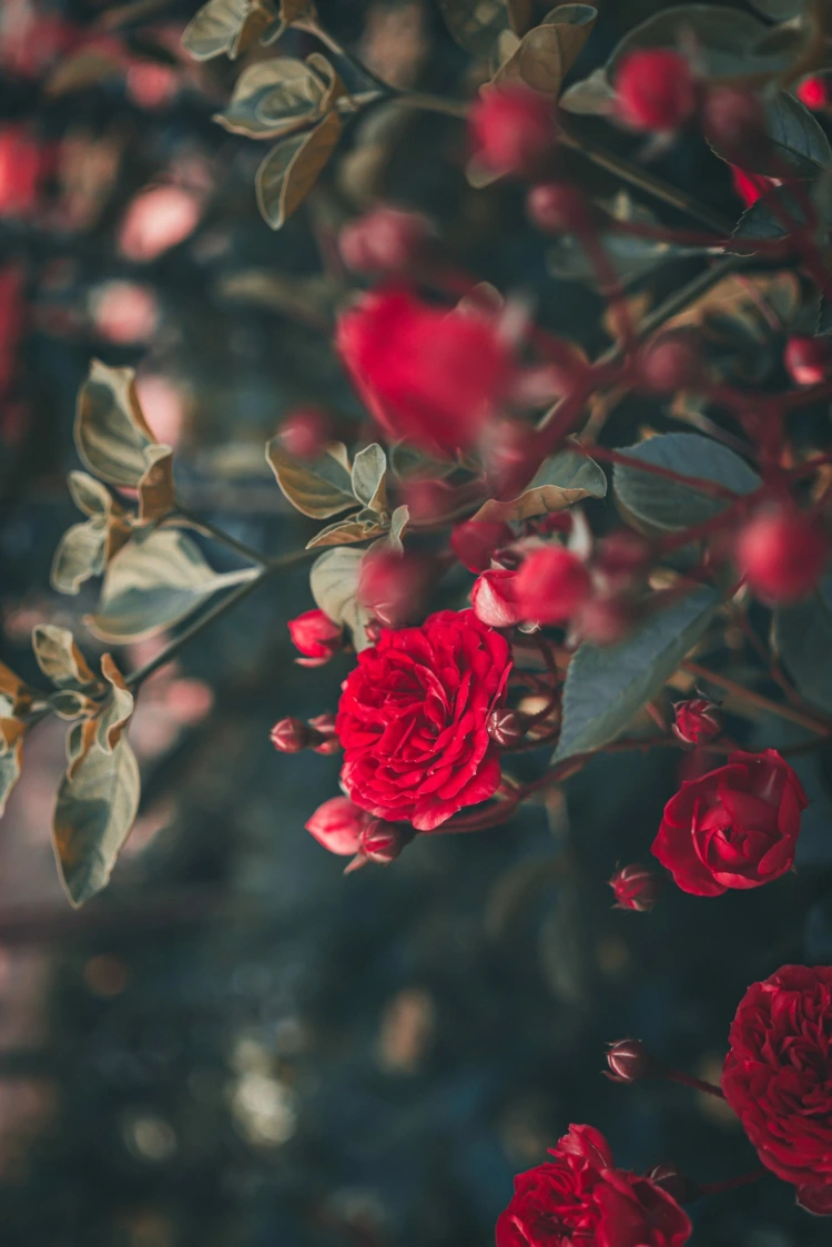Die richtige Pflege der Rose garantiert viele Blüten
