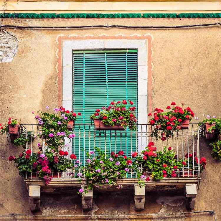Die schönsten Duftpflanzen für Balkon