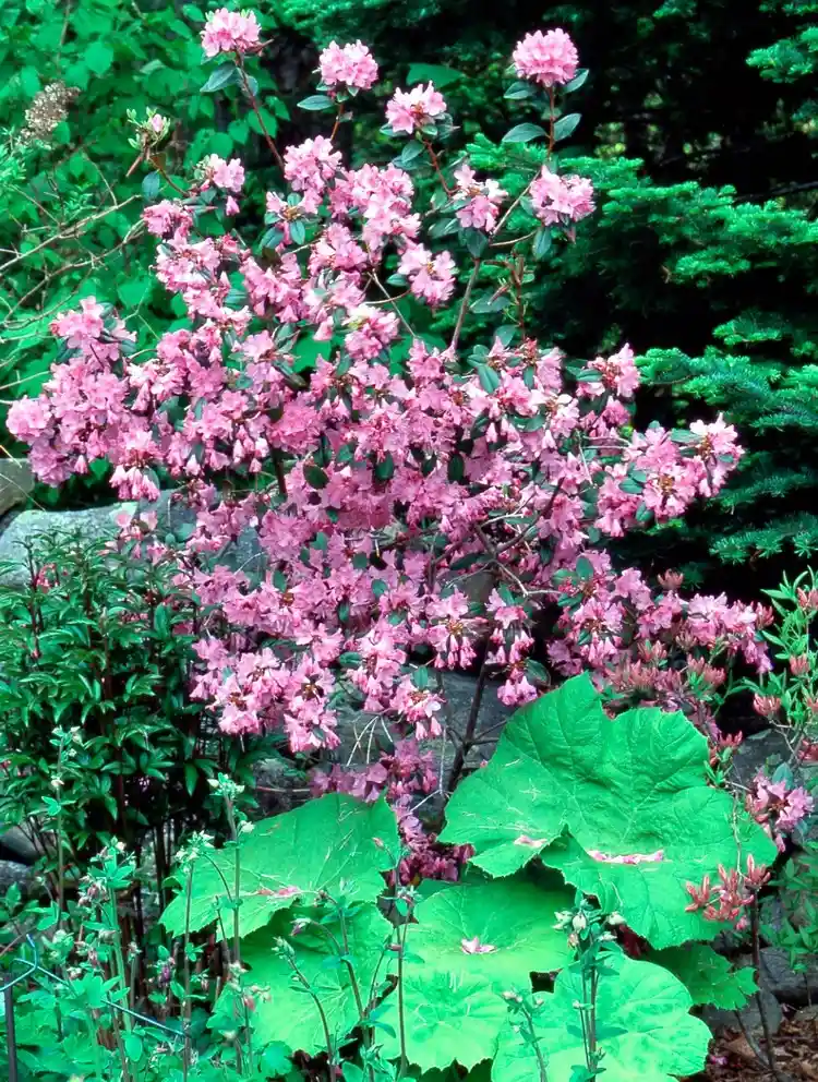 Düngen im Frühjahr wann den Rhododendron