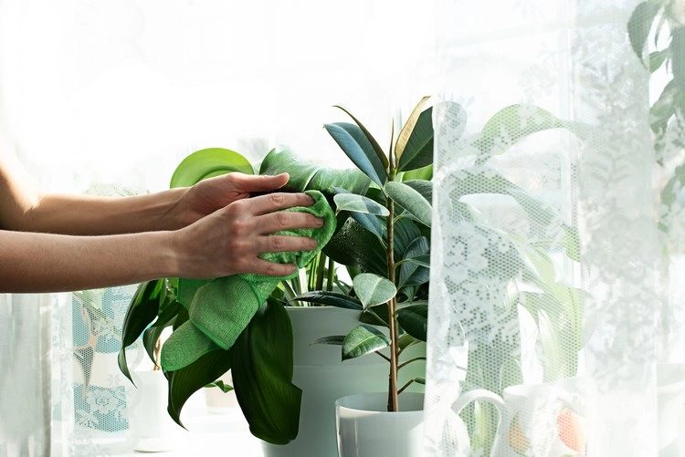 Entfernen Sie den Staub von Ihren Zimmerpflanzen