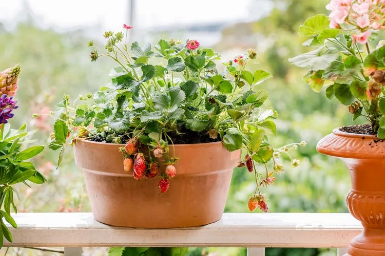 Erdbeeren pflanzen im Frühjahr auf dem Balkon