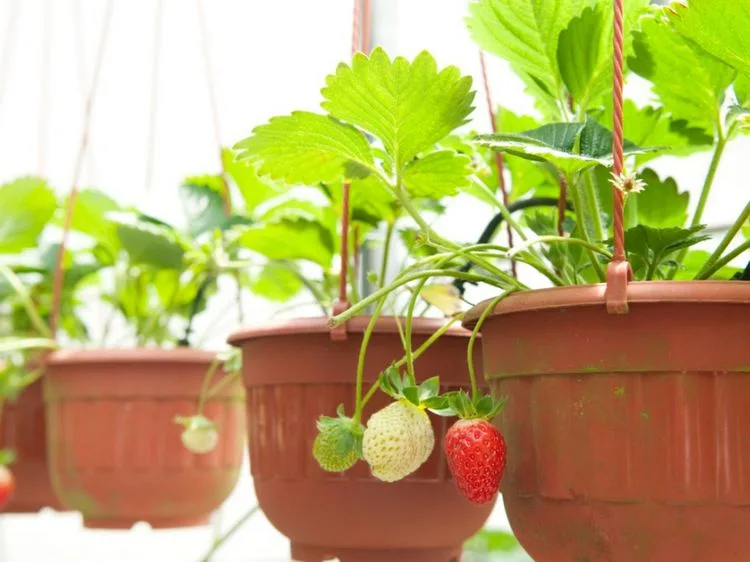 Erdbeeren platzsparend auf dem Balkon anbauen in Hängetöpfen