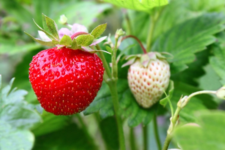 Erdbeersorten für Balkon und Garten - Die weiße Erdbeere ist aromatisch und hübsch zugleich