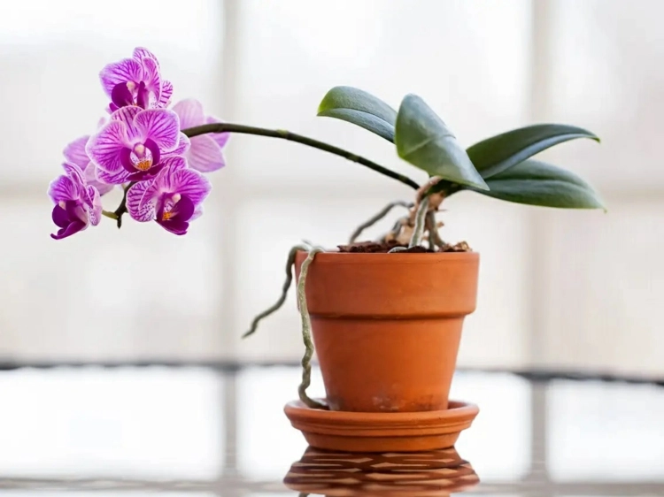 Faulende Orchideen in einen neuen Topf und Substrat pflanzen