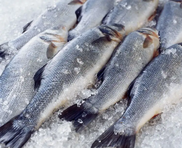 Fisch als Teil der pescetarischen Ernährung