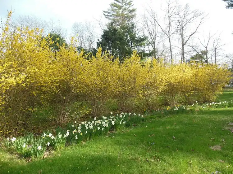 Goldglöckchen im Frühjahr während Blütezeit vor Narzissen als Hecke