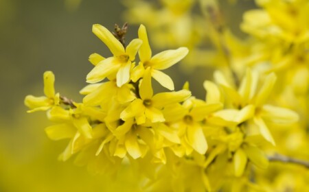 Forsythie schneiden wann im Frühling im April nach Blütezeit