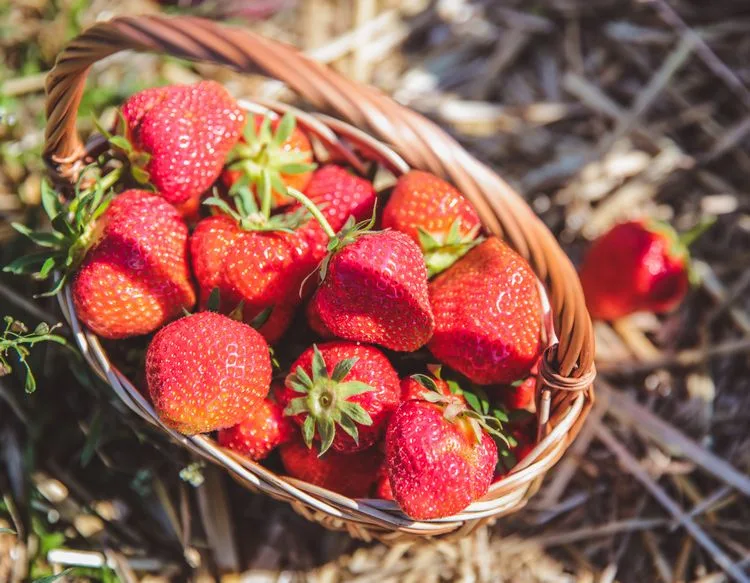 Frisch gepfückte Erdbeeren aus dem eigenen Garten oder Balkon