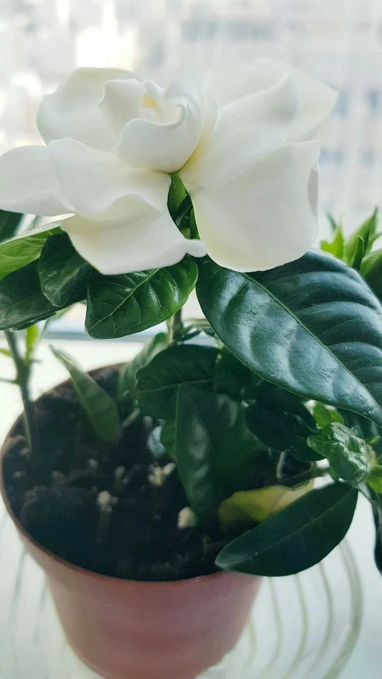 Gardenie im Topf eignet sich perfekt als Pflanze für draußen