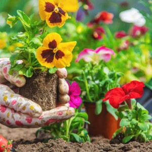 Gartenarbeit im März Stiefmütterchen pflanzen wann