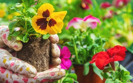 Gartenarbeit im März Stiefmütterchen pflanzen wann